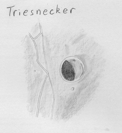L35_Triesnecker.jpg